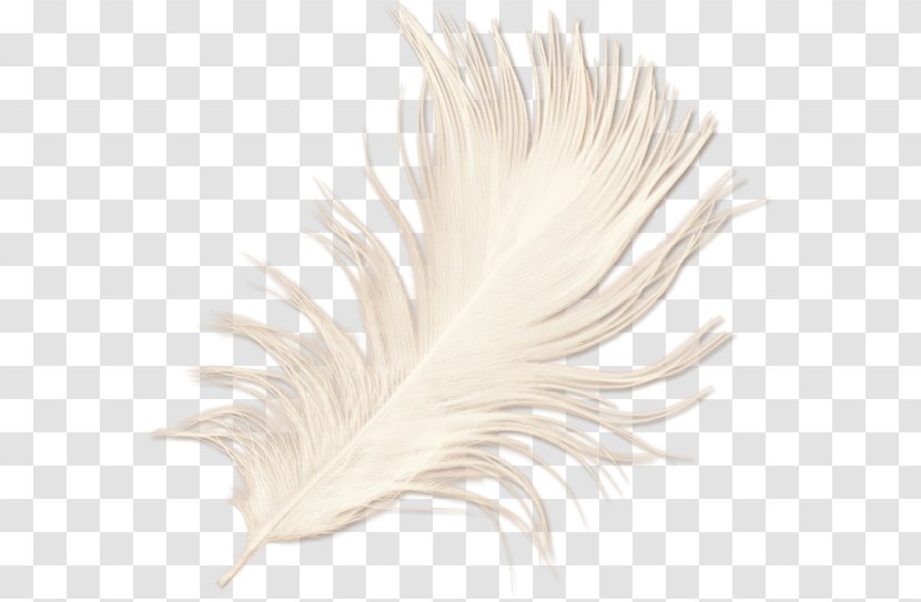 White Feather Transparent PNG