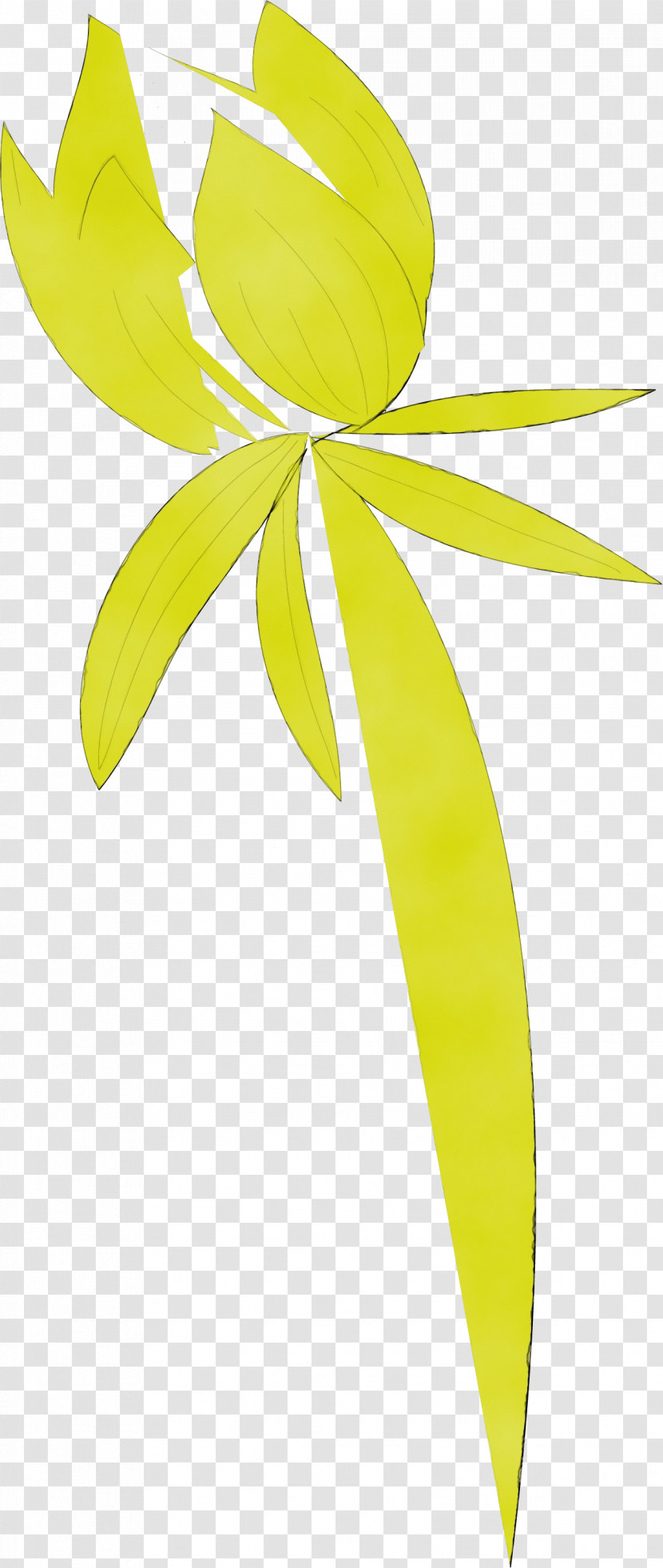 Plant Stem Leaf Yellow Line Meter Transparent PNG