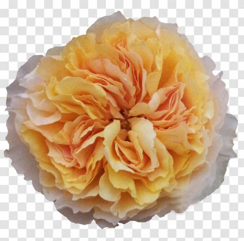 Cabbage Rose Garden Roses Cut Flowers Floristry - Order - Flower Transparent PNG
