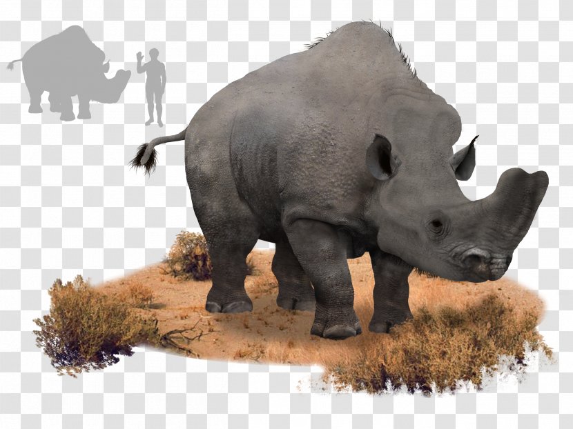 Rhinoceros Eocene Orangutan Embolotherium Animal - Pig Like Mammal - Andrews Transparent PNG