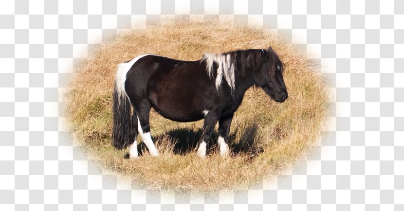 Mustang Mane Mare Stallion Rein - Snout - Dartmoor Pony Transparent PNG