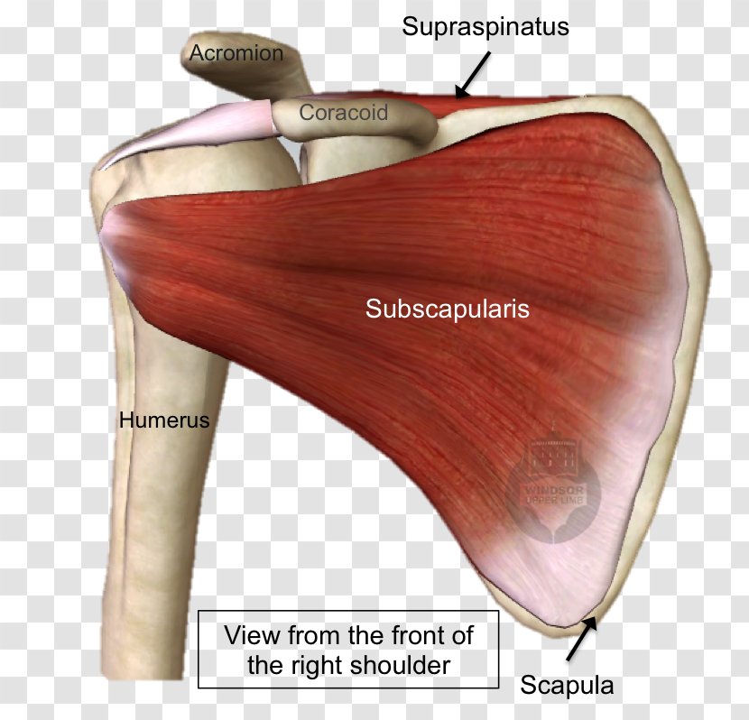 Shoulder Rotator Cuff Tear Subscapularis Muscle Supraspinatus - Cartoon - Broad Left Front Transparent PNG