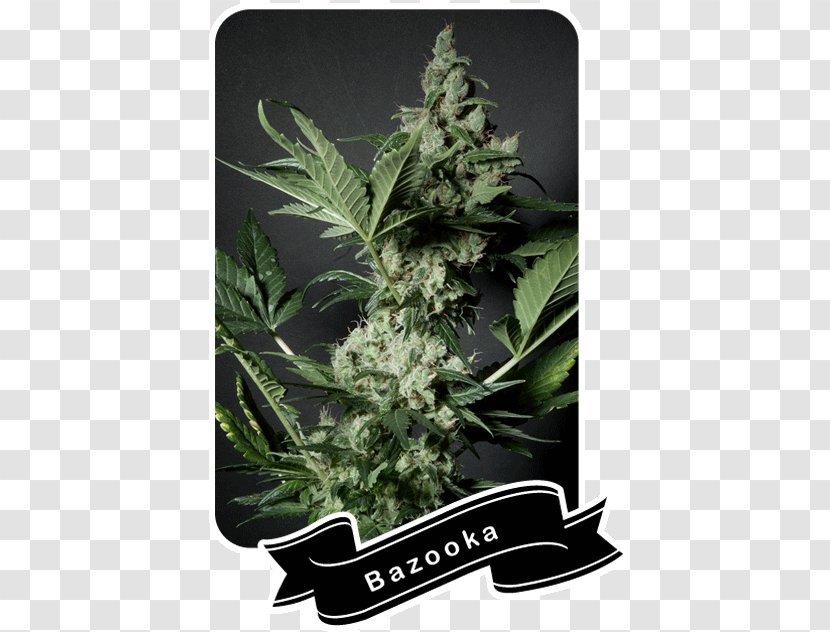Cannabis La BaZooKa Seed Flavor - Plant - Shop Transparent PNG