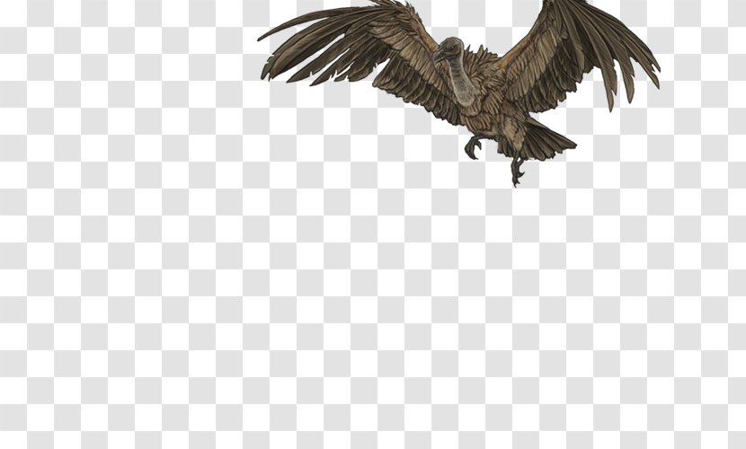 Bald Eagle Vulture Beak Feather - Bird Of Prey Transparent PNG