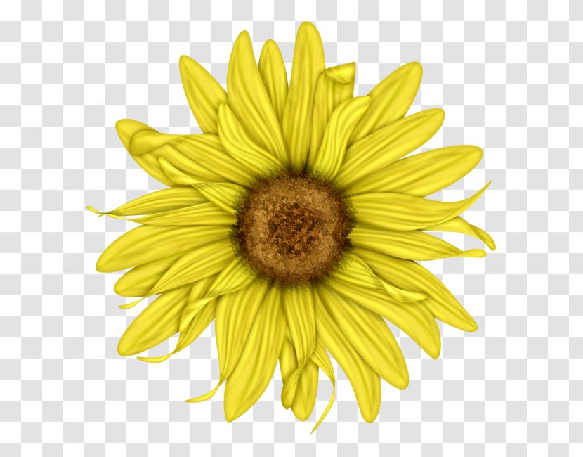 Common Sunflower Cut Flowers Petal Pollen Transparent PNG