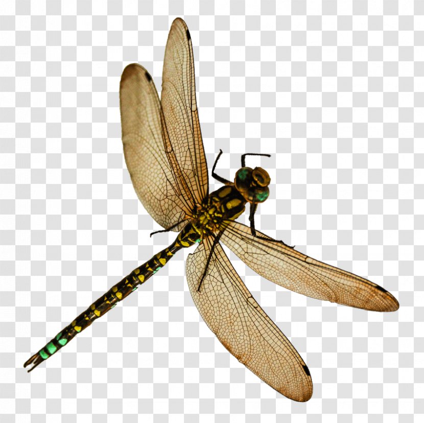 Insect Clip Art Transparency Image - Dragonfly Transparent PNG