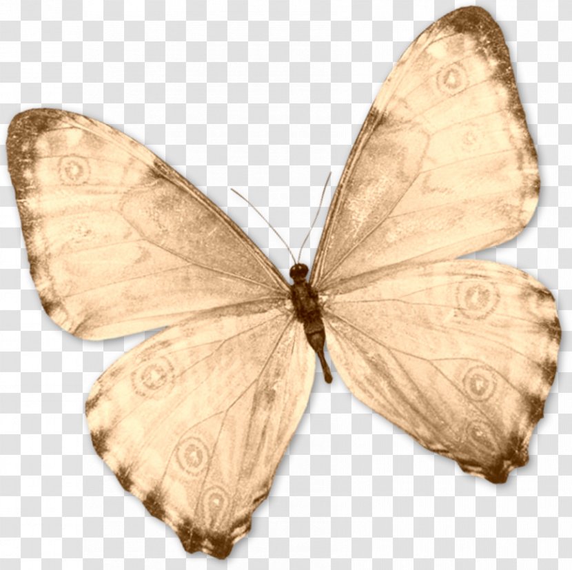 Our Daily Bread Bible Nymphalidae Butterfly Second Epistle To The Corinthians - Stamp Transparent PNG