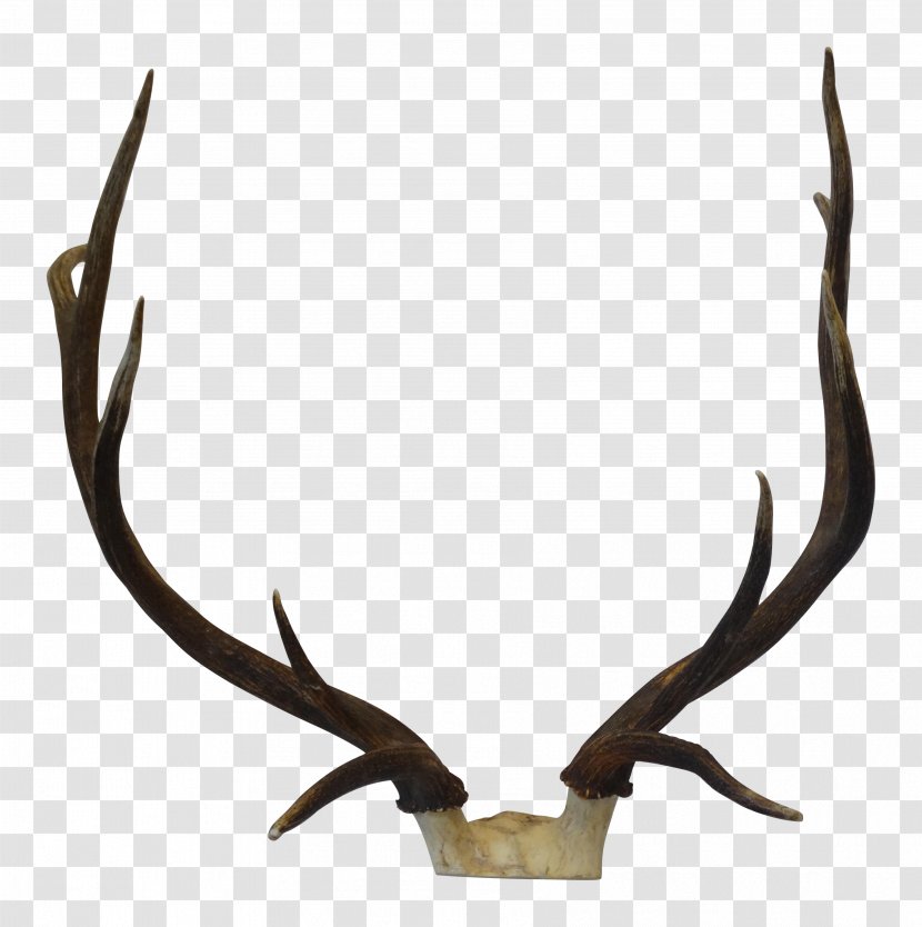 Elk Trophy Hunting Antler - Deer Transparent PNG