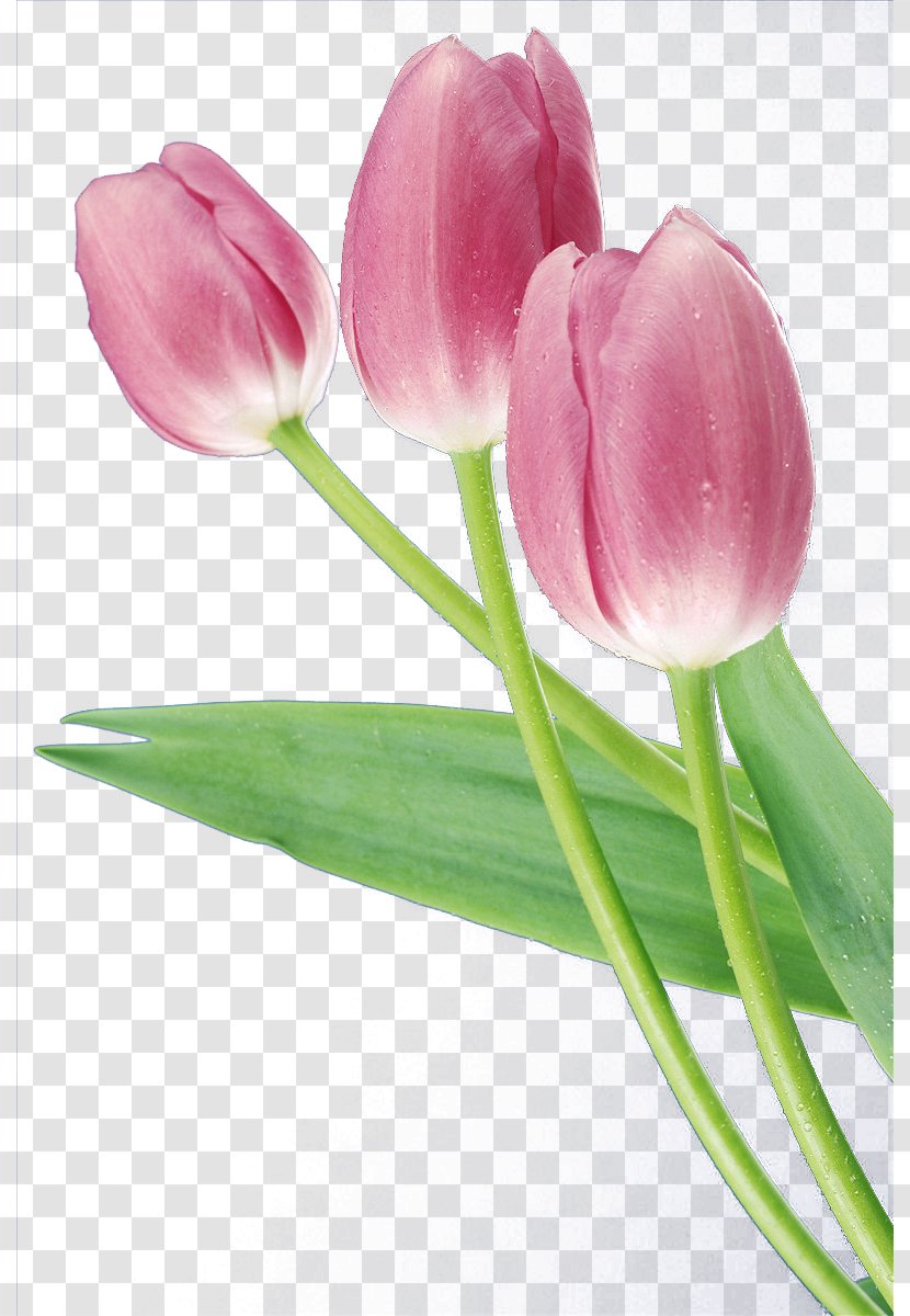 Flower Tulip Download - Flowering Plant - Men's,Women,Flowers,Flowers Transparent PNG
