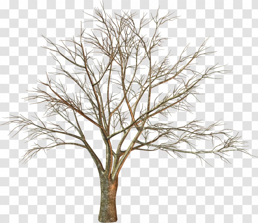 Tree Branch Woody Plant Twig Transparent PNG