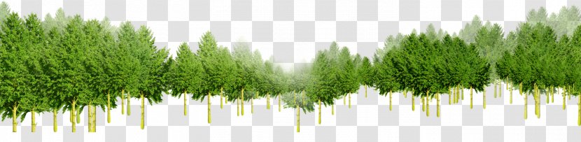 Download Tree Green - Trees Woods Transparent PNG