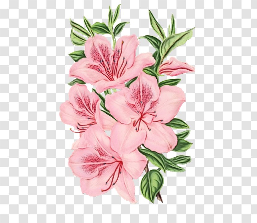 Watercolor Pink Flowers - Beauty - Geranium Rhododendron Transparent PNG