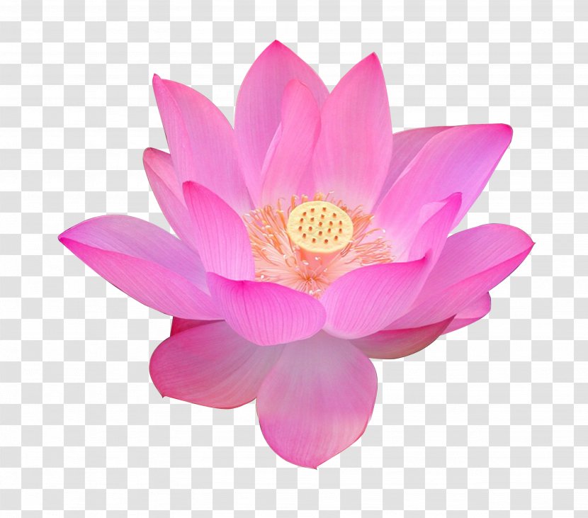 Nelumbo Nucifera Volga Delta Egyptian Lotus Flower Falun Gong - Magenta Transparent PNG