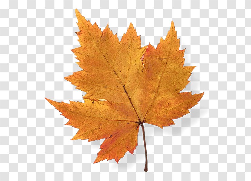 Autumn Leaf Color Maple Japanese - Oak Transparent PNG