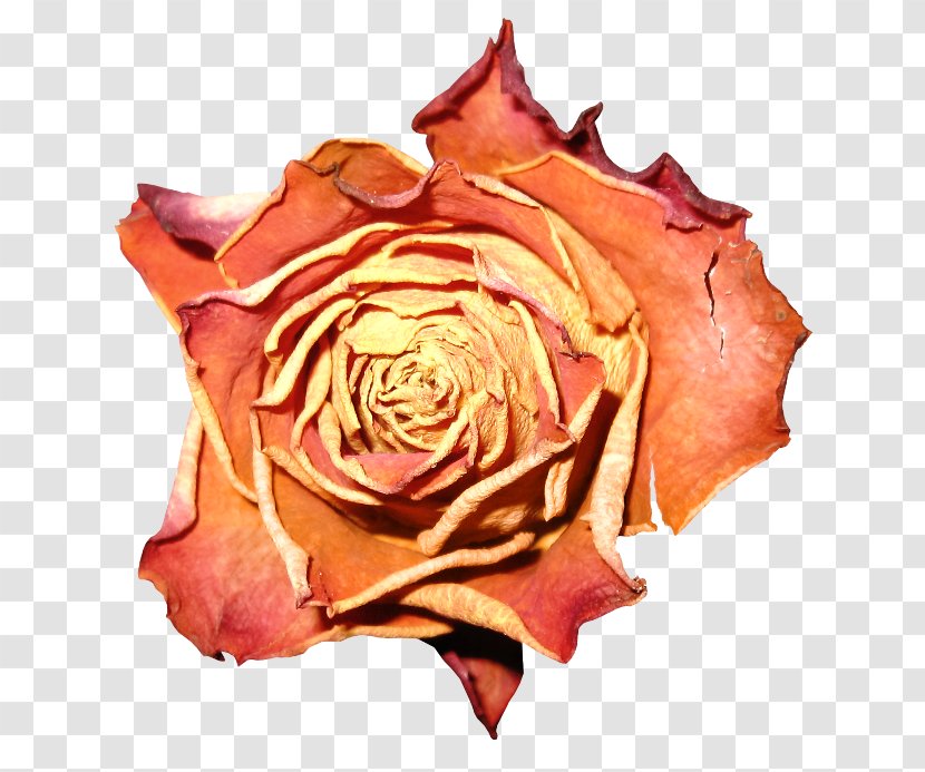 Garden Roses Cabbage Rose Petal Flower Clip Art - Heart Transparent PNG