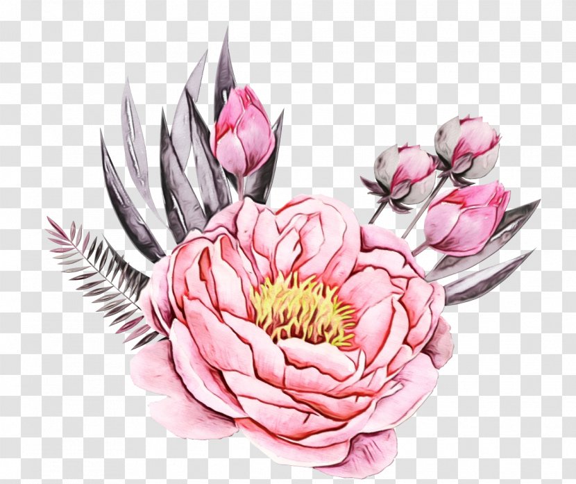 Flowering Plant Flower Pink Petal - Peony - Aquatic Transparent PNG