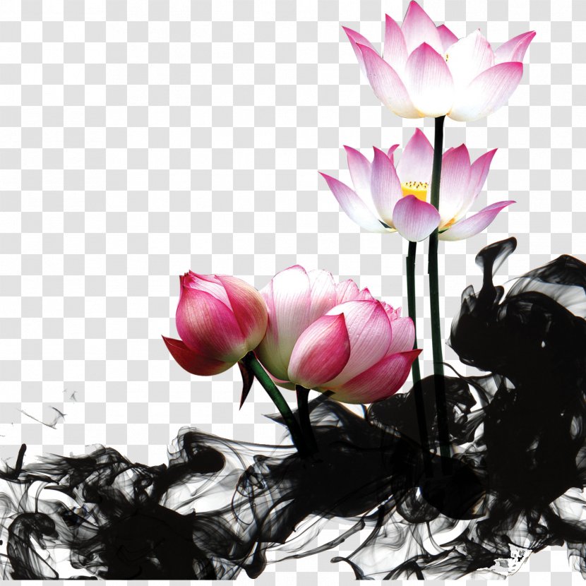 Nelumbo Nucifera Painting Mural Jade U611bu84eeu8aaa - Cyclamen - Lotus Transparent PNG