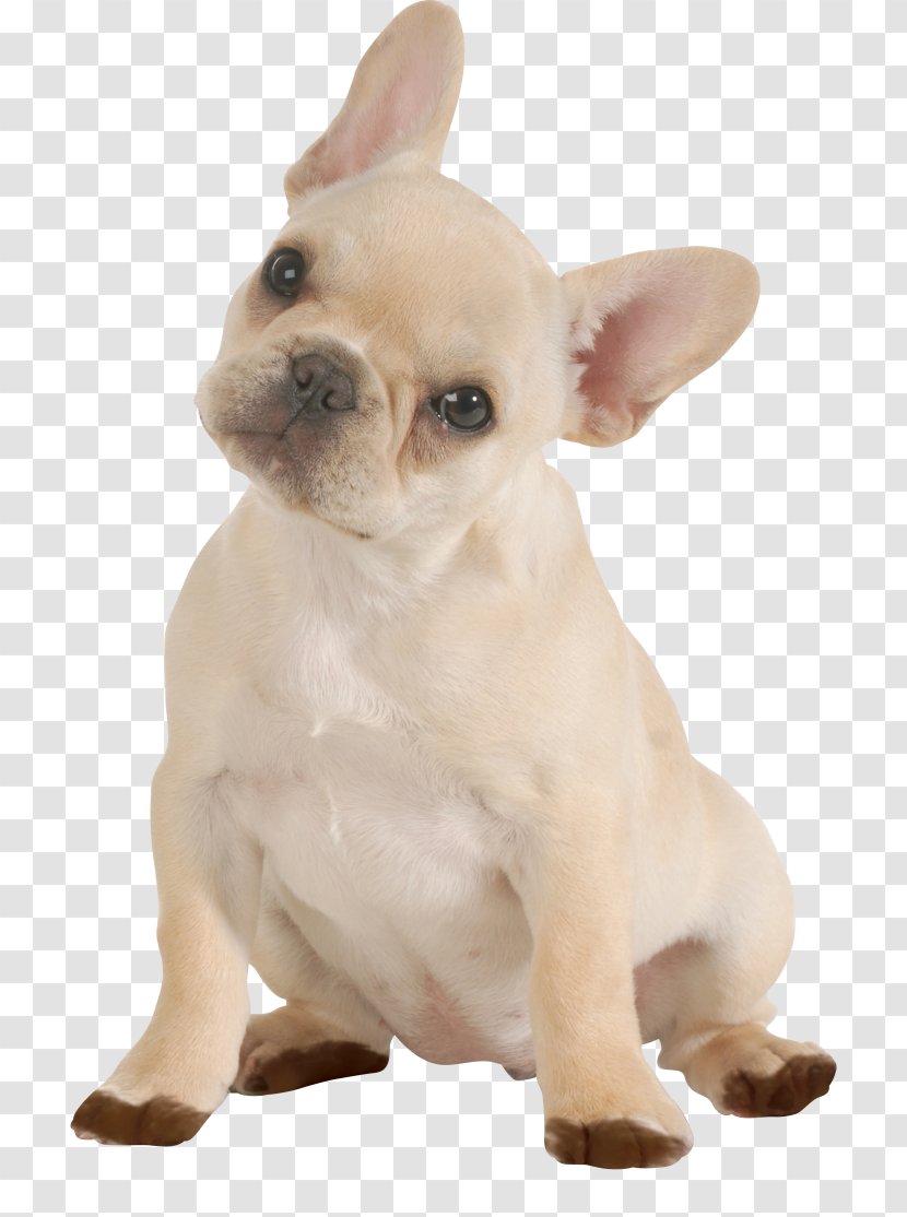 French Bulldog Chihuahua Puppy Dog Breed - Doggy Transparent PNG