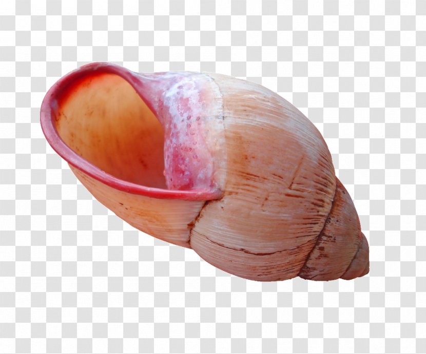 Seashell Molluscs Mollusc Shell Nautilidae Snail - Viviparidae Transparent PNG