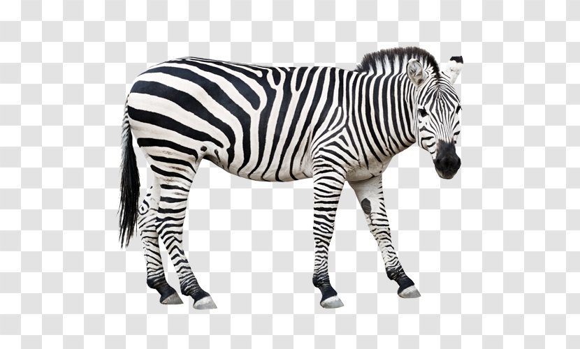 Horse Zebra Clip Art - Black And White Transparent PNG