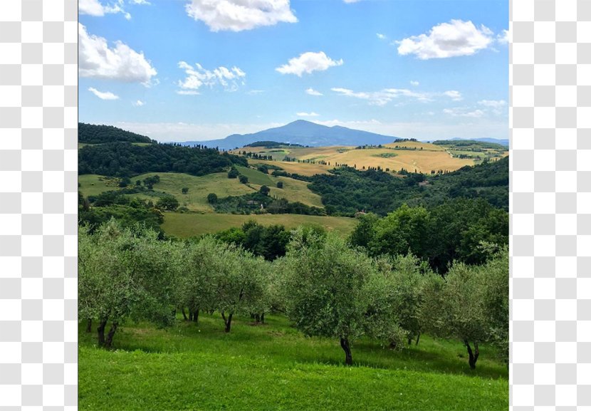Montepulciano Biome Vegetation Grassland Mount Scenery - Plant Community - Arcieri Ugo Di Toscana Transparent PNG