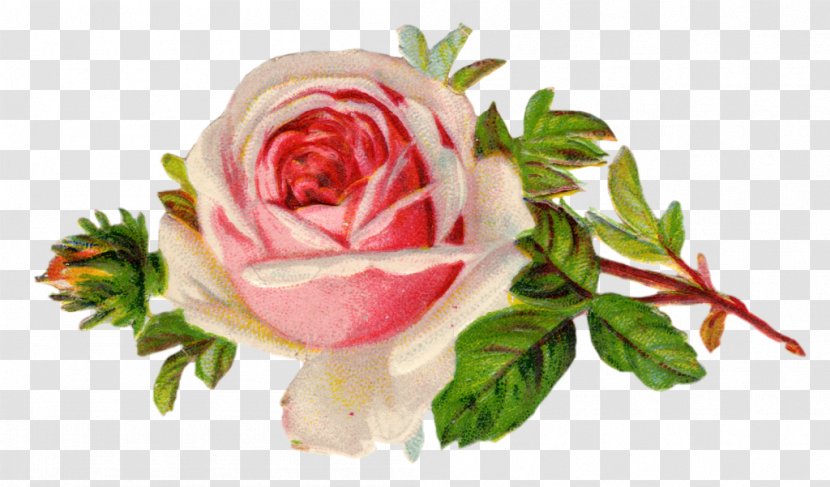 Rose Free Content Clip Art - Garden Roses - Vintage Images Transparent PNG