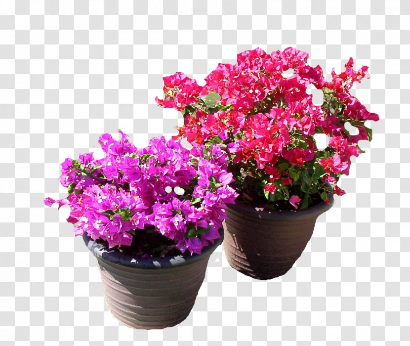 Flowerpot Plant Garden Bougainvillea Glabra - Perennial Transparent PNG
