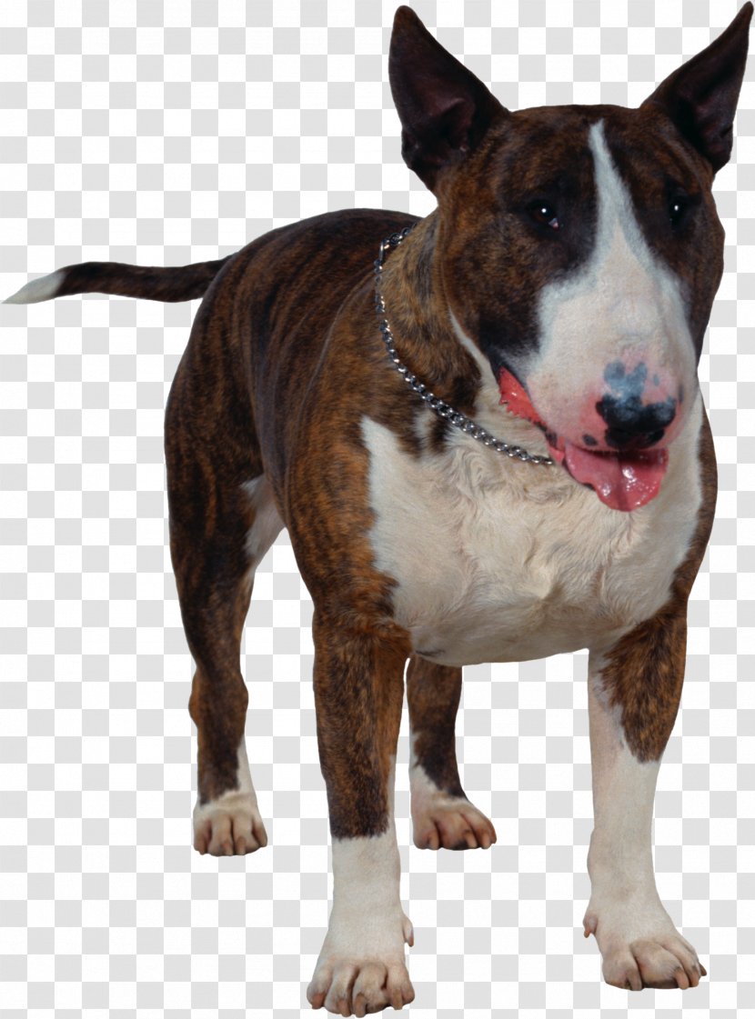 Bull Terrier Clip Art - American Pit - Ferocious Puppy Transparent PNG