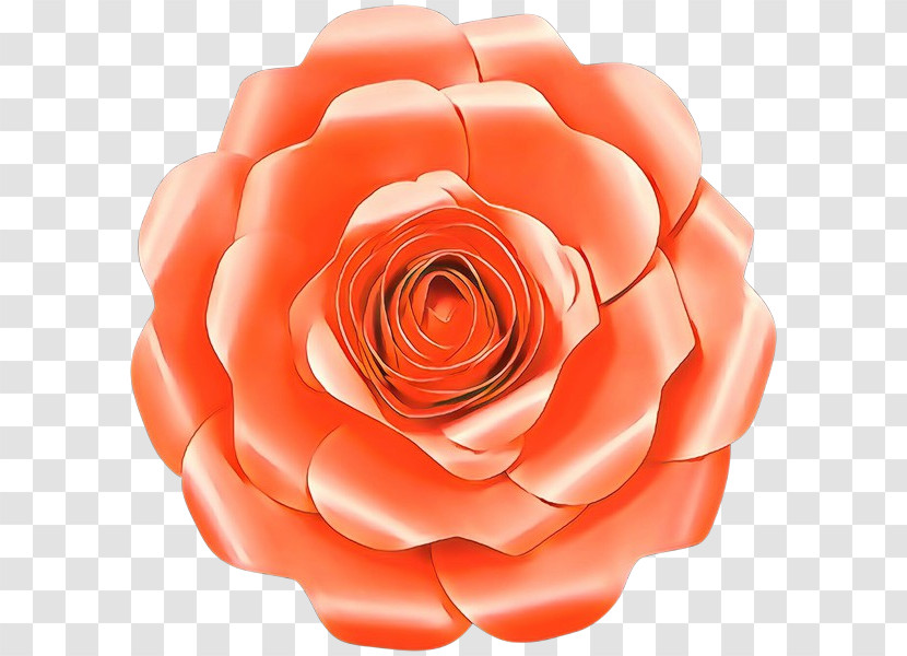 Garden Roses Transparent PNG