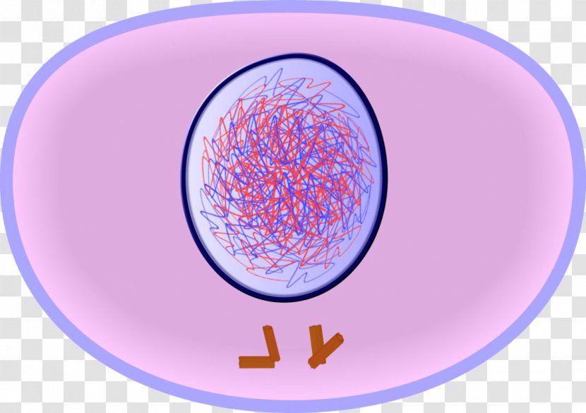 Interphase Cell Cycle Mitosis Division - Blue - Stage Transparent PNG