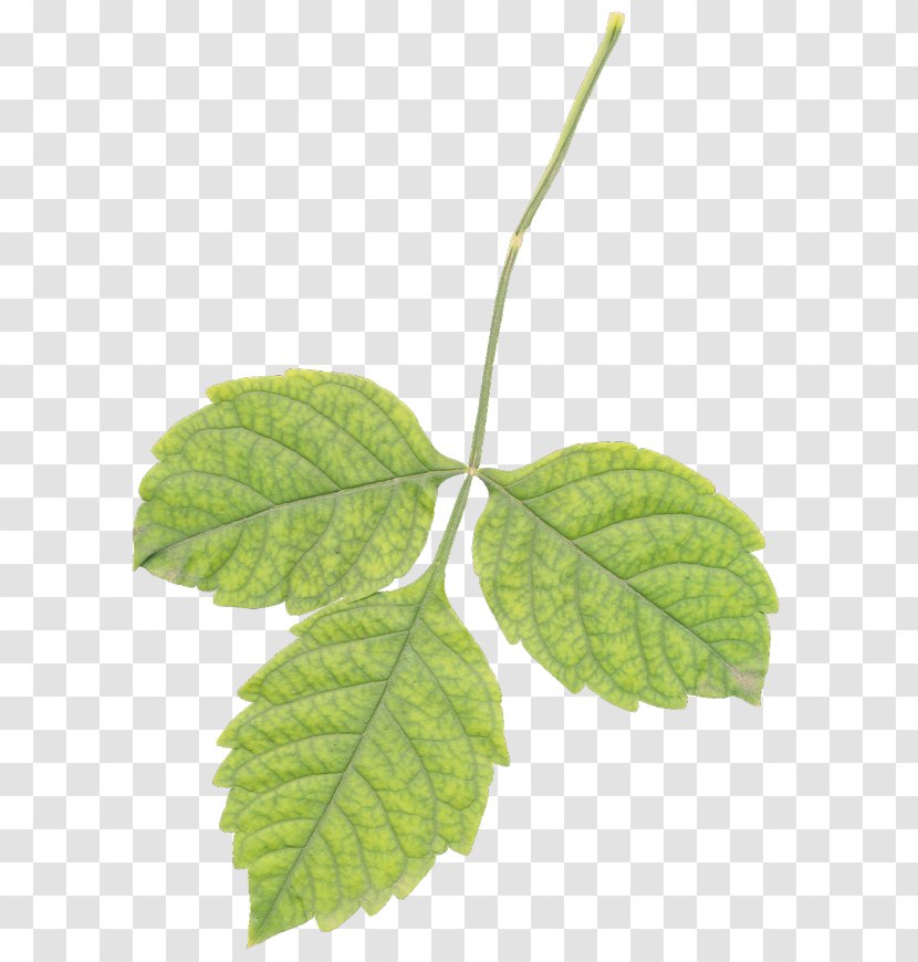 Leaf Herbalism Plant Stem - Herb Transparent PNG