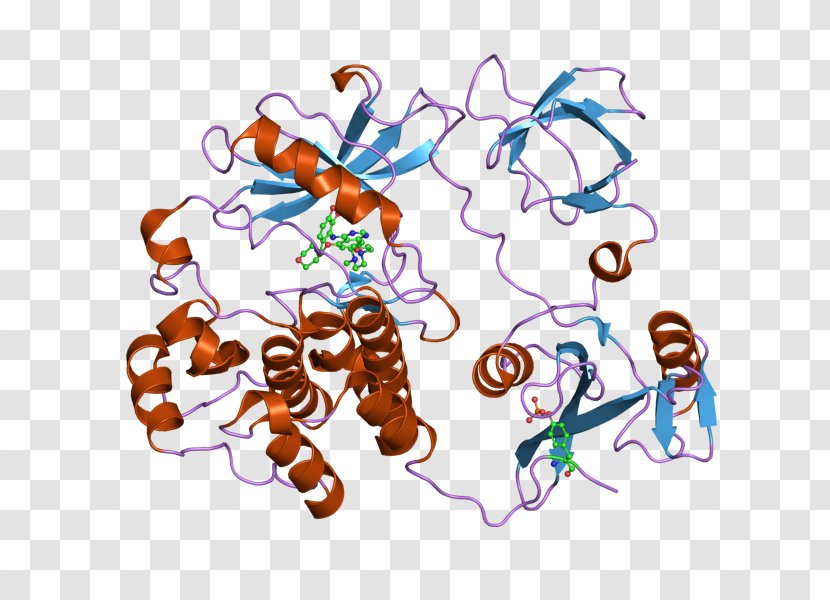 Proto-oncogene Tyrosine-protein Kinase Src Tyrosine - Membrane Winged Insect - Organism Transparent PNG