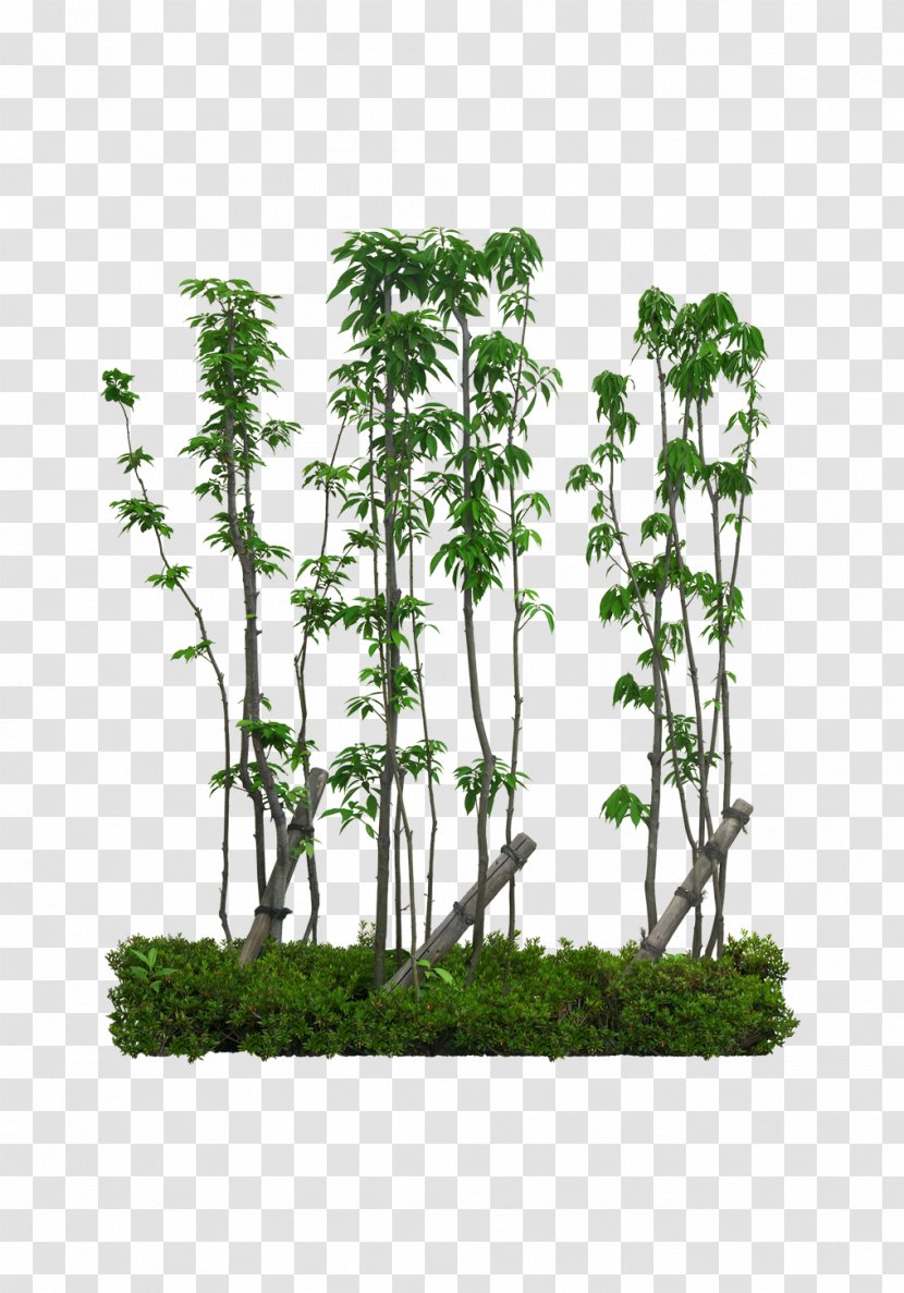 Tree Oak Bombax Ceiba Computer File - Flowerpot - Kapok Trees Transparent PNG