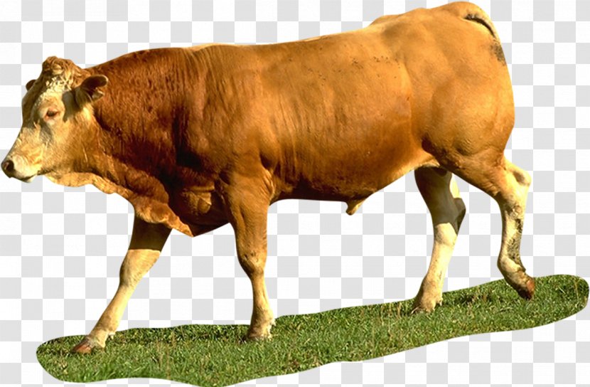 Dairy Cattle Calf Ox Bull - Snout Transparent PNG