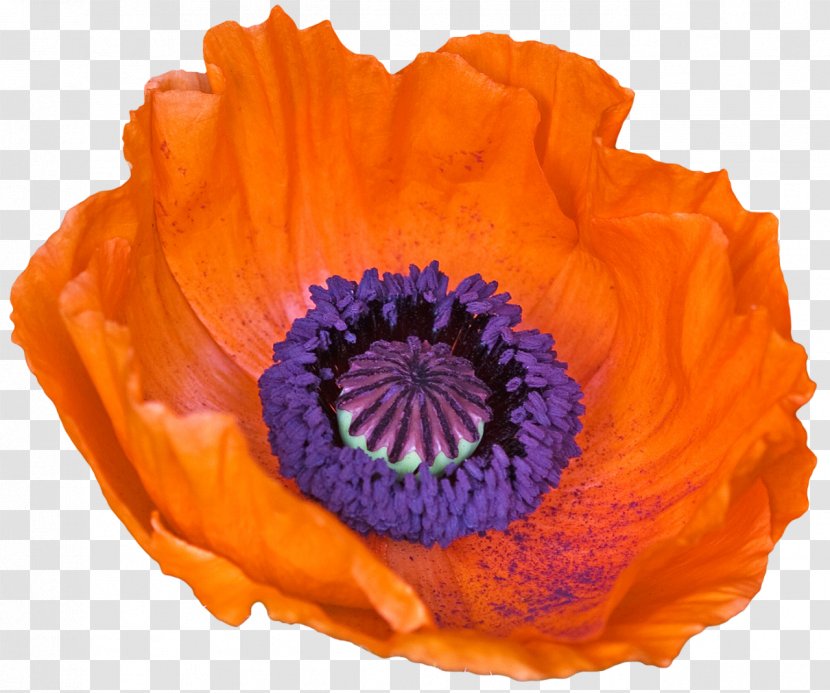 Poppy Flower Ipomoea Nil Anemone Coronaria Petal - Papaveraceae - Flowers Transparent PNG