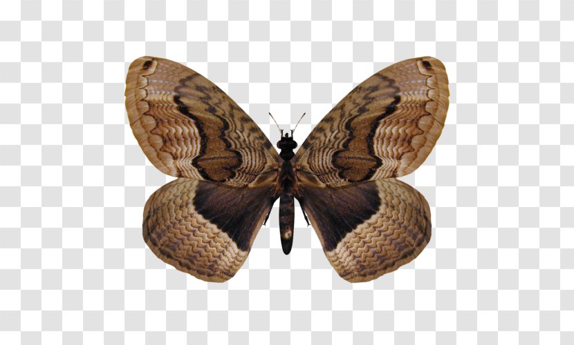 Monarch Butterfly Drawing - Moths And Butterflies - Emperor Arthropod Transparent PNG