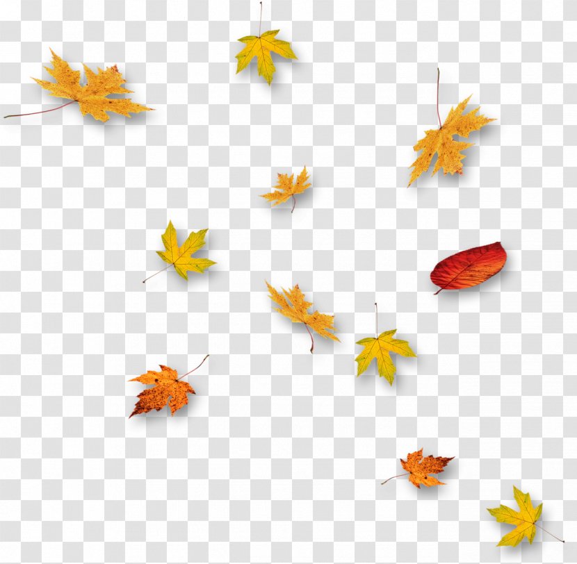 Leaf - Orange - Collection Leaves Transparent PNG