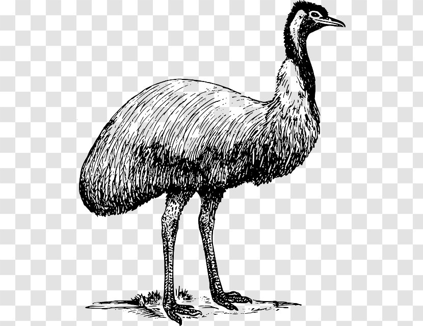 Common Ostrich Bird Emu Clip Art - Wing Transparent PNG
