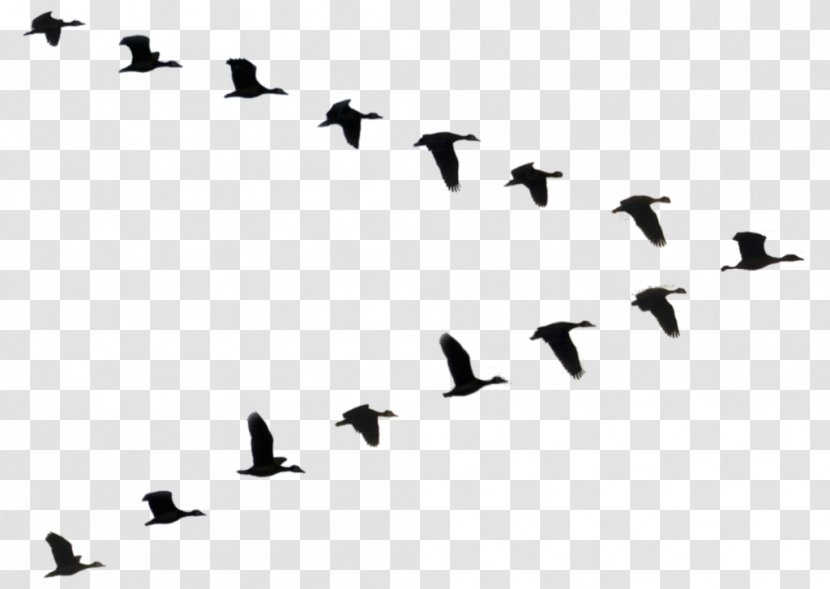 Duck Bird Flight Goose Flock - Beak Transparent PNG