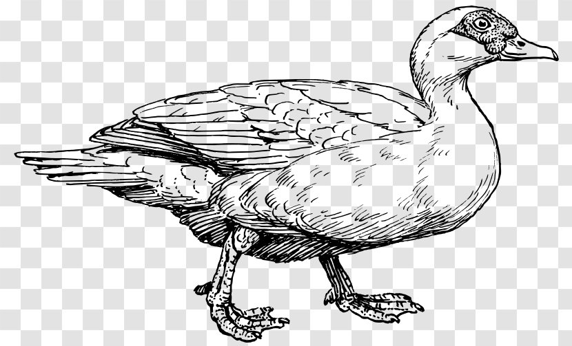 American Pekin Bird Muscovy Duck German - Animal Transparent PNG