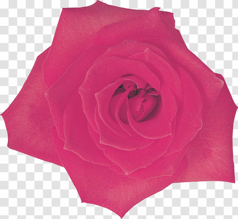 Garden Roses Centifolia Cut Flowers Rosaceae - Red - Lilac Transparent PNG