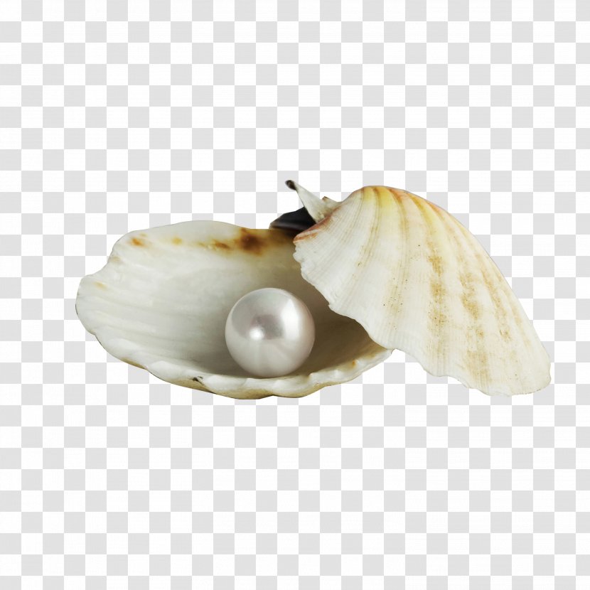 Pearl Seashell Earring Gemstone Jewellery - Necklace - Shell Inside Transparent PNG