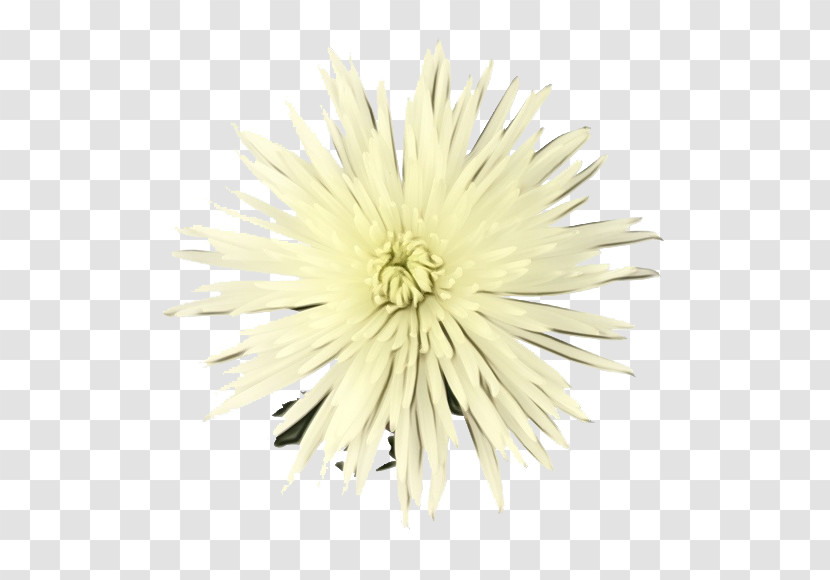 White Flower Dandelion Dandelion Yellow Transparent PNG