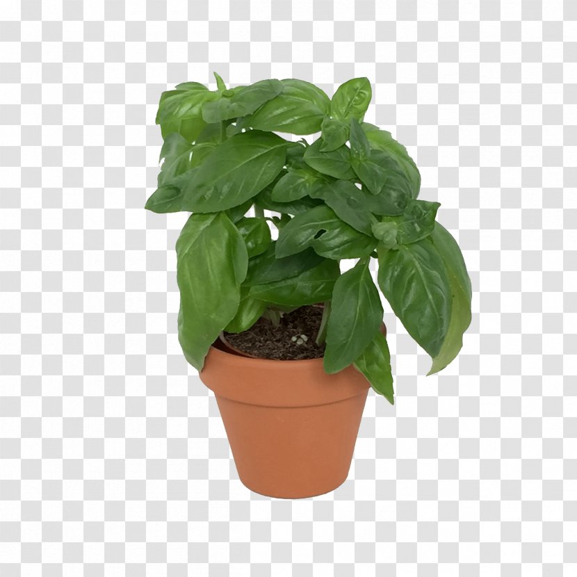 MINI Cooper Basil Plant Herb Transparent PNG