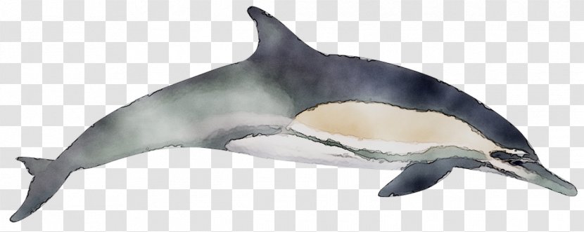 Short-beaked Common Dolphin Bottlenose White-beaked Rough-toothed Tucuxi - Marine Mammal - Shortbeaked Transparent PNG
