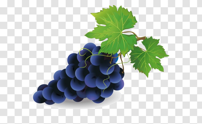Common Grape Vine Vector Graphics Clip Art Royalty-free - Vitis Transparent PNG