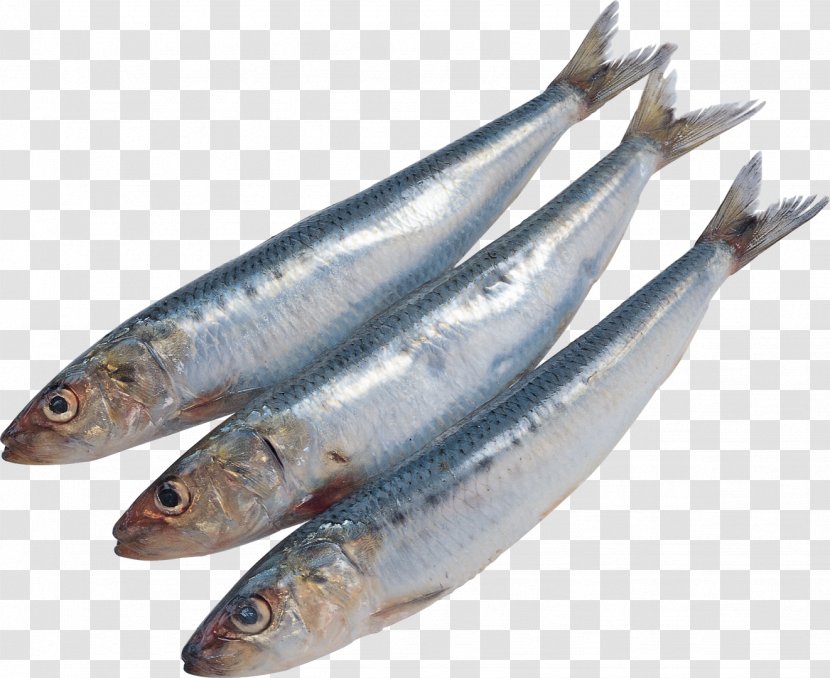 Sardine Pacific Saury Fish Kipper Soused Herring - Anchovies As Food - All Kinds Of Transparent PNG