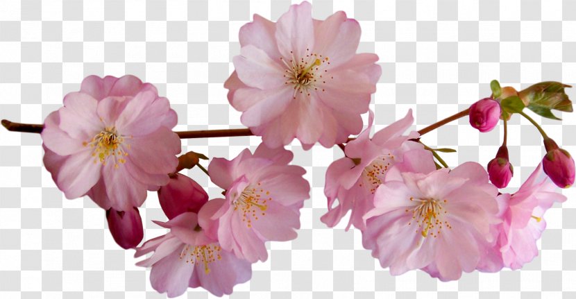 Flower Easter Clip Art - Cherry Blossom Transparent PNG