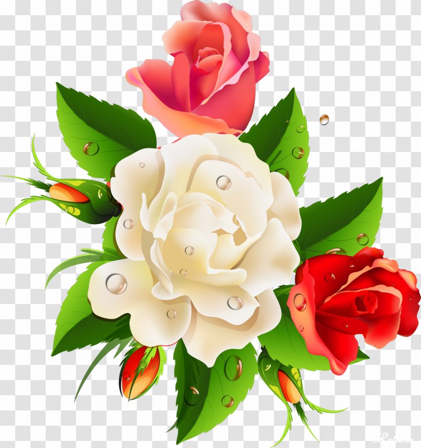 Border Flowers Floral Design Clip Art - Rosa Centifolia - White Roses Transparent PNG