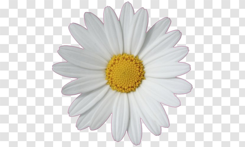 Common Daisy Chain Family - Oxeye - 3d Affixed Mural Transparent PNG